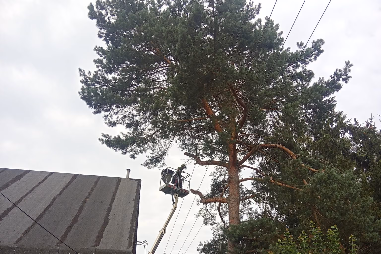 Sekcyjna wycinka z zabezpieczeniem konaru linami nad posesją